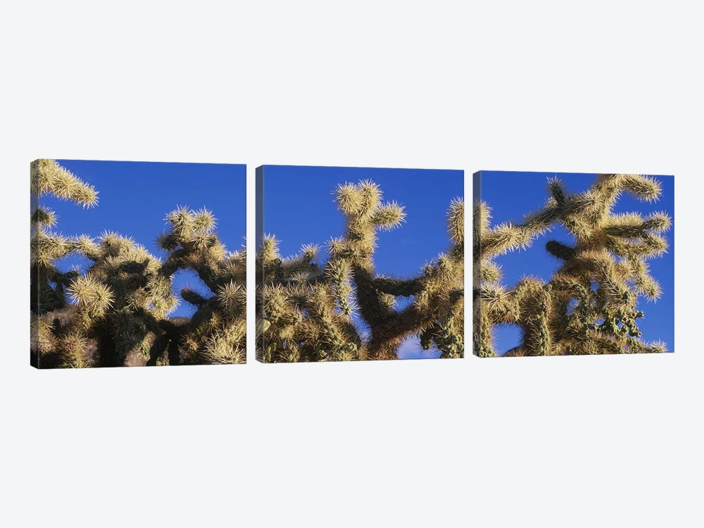 Chainfruit Cholla Cactus Saguaro National Park AZ by Panoramic Images 3-piece Canvas Artwork