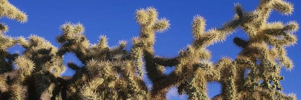 Saguaro National Park: Chainfruit Cholla Cactus Saguaro National Park AZ by Panoramic Images