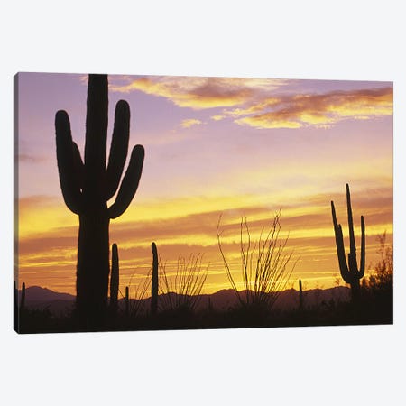 Sunset Saguaro Cactus Saguaro National Park AZ Canvas Print #PIM4157} by Panoramic Images Canvas Artwork