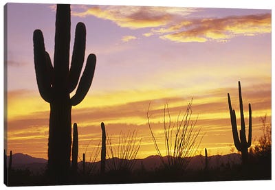 Sunset Saguaro Cactus Saguaro National Park AZ Canvas Art Print - Cactus Art