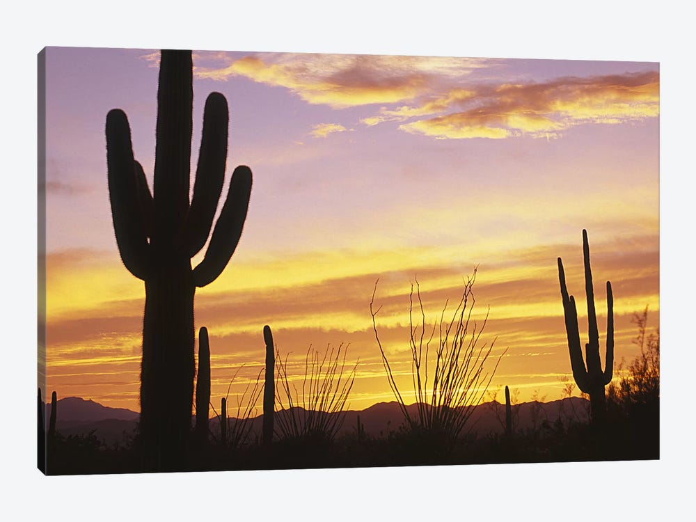 Sunset Saguaro Cactus Saguaro National Park AZ by Panoramic Images 1-piece Canvas Print