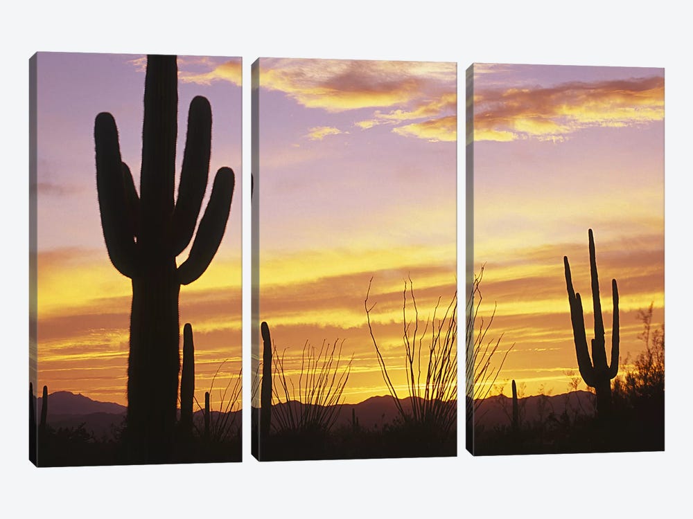Sunset Saguaro Cactus Saguaro National Park AZ by Panoramic Images 3-piece Art Print