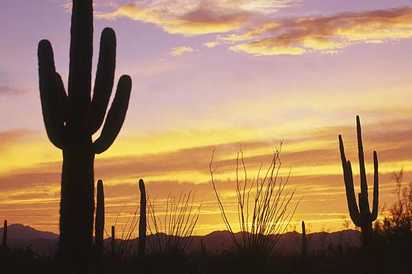 Panoramic Images: Sunset Saguaro Cactus Saguaro National Park AZ by Panoramic Images