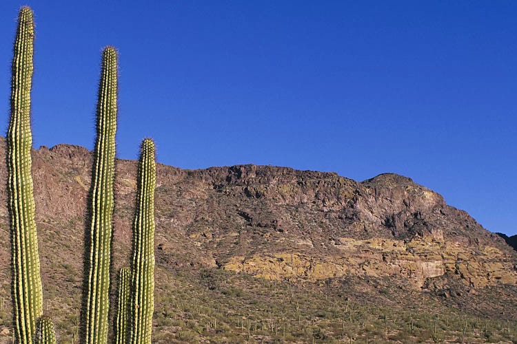 Organ Pipe Cactus AZ by Panoramic Images wall art