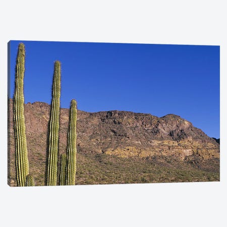 Organ Pipe Cactus AZ Canvas Print #PIM4159} by Panoramic Images Canvas Print