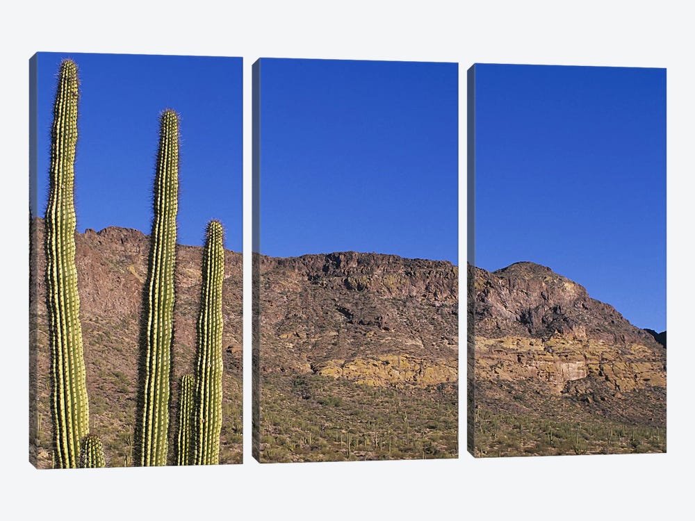 Organ Pipe Cactus AZ by Panoramic Images 3-piece Art Print