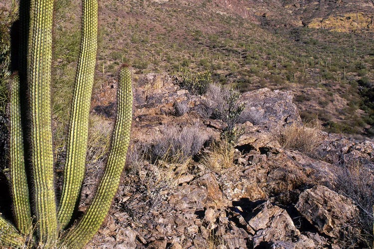 Organ Pipe Cactus AZ by Panoramic Images wall art