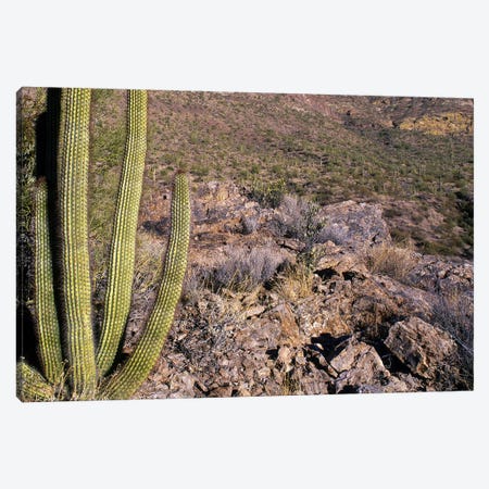 Organ Pipe Cactus AZ Canvas Print #PIM4160} by Panoramic Images Canvas Artwork