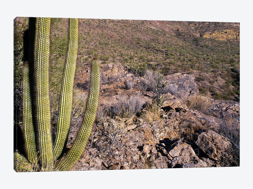 Organ Pipe Cactus AZ by Panoramic Images 1-piece Art Print