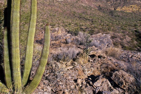 Organ Pipe Cactus AZ
