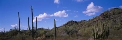 Desert Road AZ by Panoramic Images multi panel art