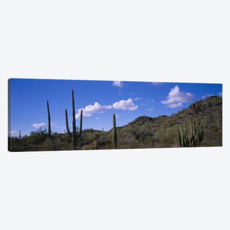 Desert Road AZ Canvas Print #PIM4162} by Panoramic Images Canvas Artwork