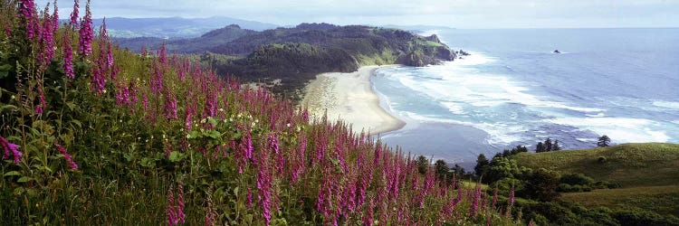 Coastal Landscape With Foxgloves In The Foreground As Seen From Cascade Head , Tillamook County, Oregon, USA