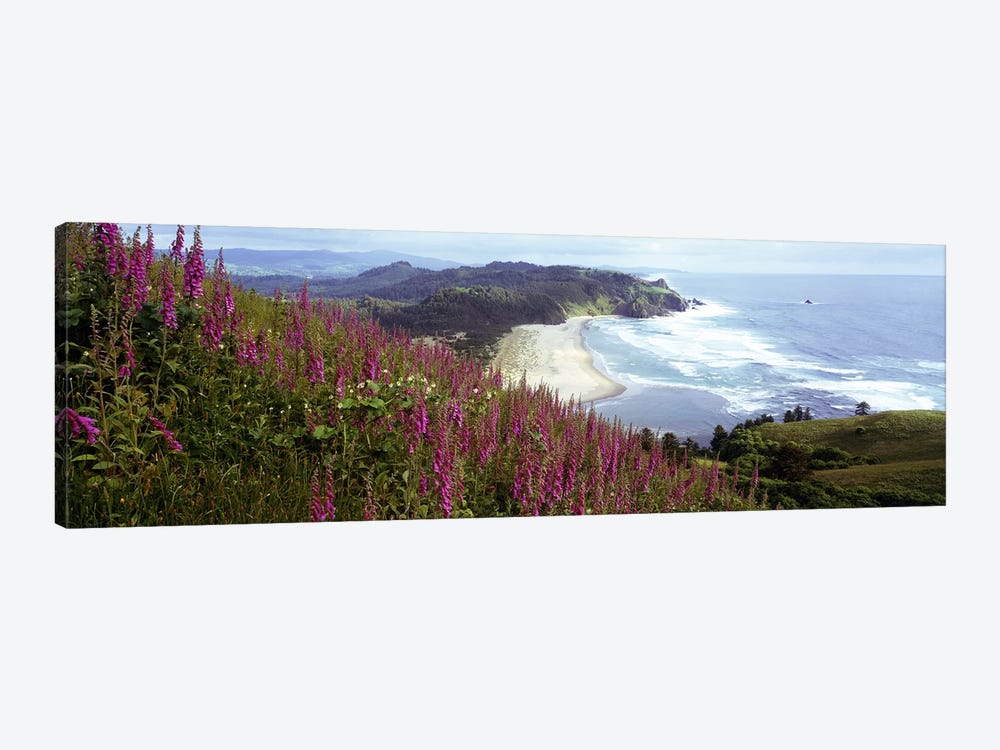 Coastal Landscape With Foxgloves In The Foreground As Seen From Cascade Head , Tillamook County, Oregon, USA by Panoramic Images 1-piece Art Print