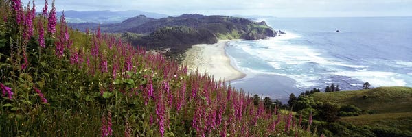 Oregon: Coastal Landscape With Foxgloves In The Foreground As Seen From Cascade Head , Tillamook County, Oregon, USA by Panoramic Images