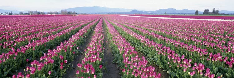 Tulip FieldsSkagit County, Washington State, USA by Panoramic Images wall art