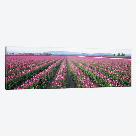Tulip FieldsSkagit County, Washington State, USA Canvas Print #PIM4198} by Panoramic Images Canvas Art Print