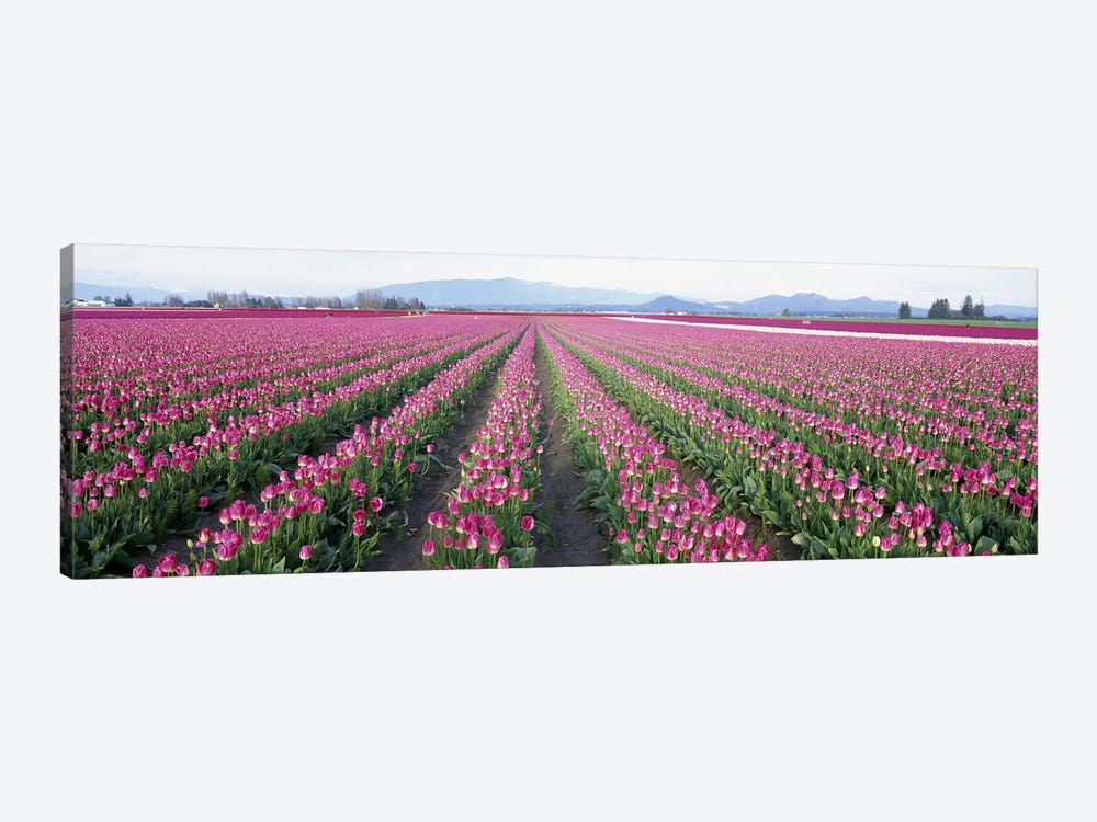Tulip FieldsSkagit County, Washington State, USA by Panoramic Images 1-piece Canvas Art