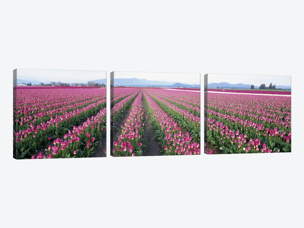Tulip FieldsSkagit County, Washington State, USA by Panoramic Images 3-piece Canvas Artwork