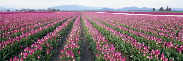 Washington: Tulip FieldsSkagit County, Washington State, USA by Panoramic Images