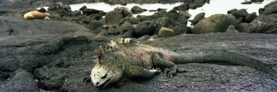 Marine Iguana Galapagos Islands by Panoramic Images framed canvas print