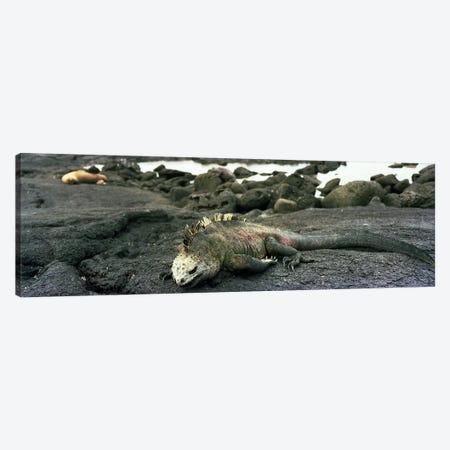 Marine Iguana Galapagos Islands Canvas Print #PIM4218} by Panoramic Images Canvas Art