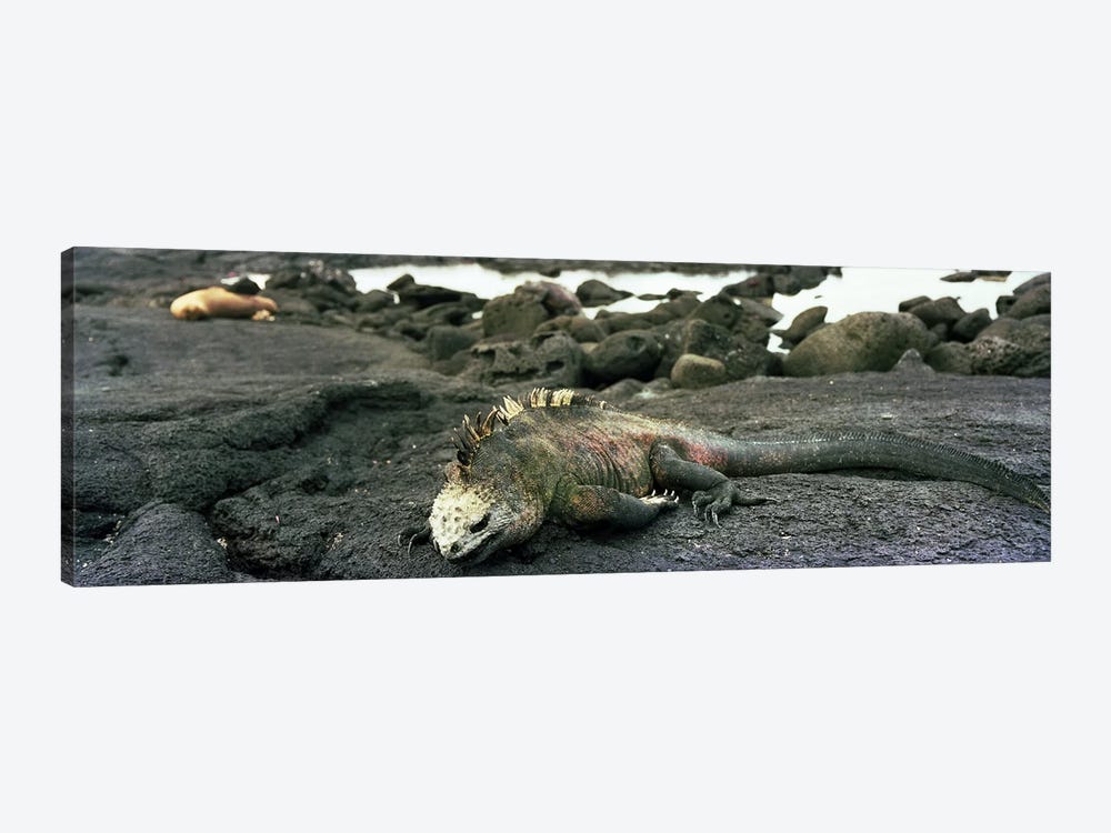 Marine Iguana Galapagos Islands by Panoramic Images 1-piece Canvas Artwork