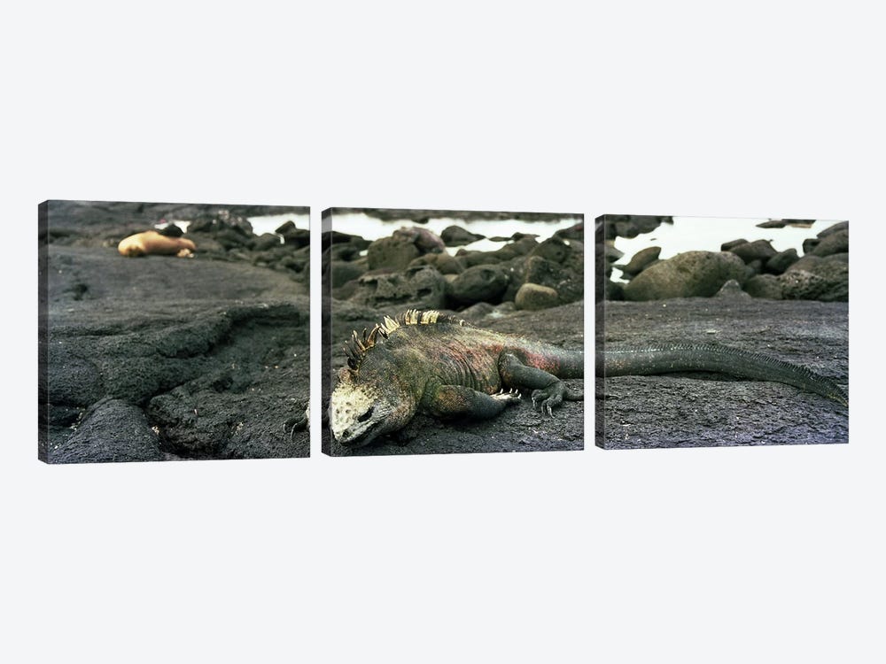 Marine Iguana Galapagos Islands by Panoramic Images 3-piece Canvas Art