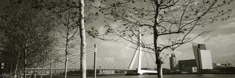 Erasmus Bridge Seen Through Tree Branches In B&W, Rotterdam, South Holland, Netherlands