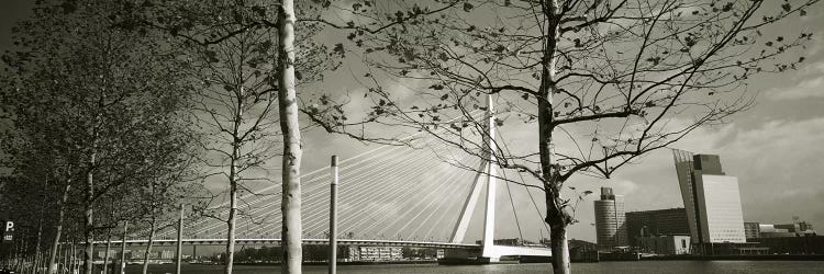 Erasmus Bridge Seen Through Tree Branches In B&W, Rotterdam, South Holland, Netherlands by Panoramic Images wall art