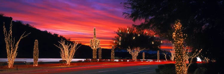 Christmas Lights On Roadside Cacti & Trees, Phoenix, Arizona, USA