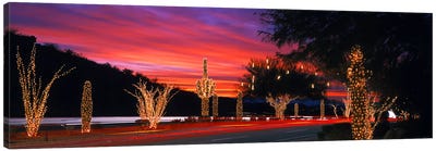 Christmas Lights On Roadside Cacti & Trees, Phoenix, Arizona, USA Canvas Art Print - Phoenix Art