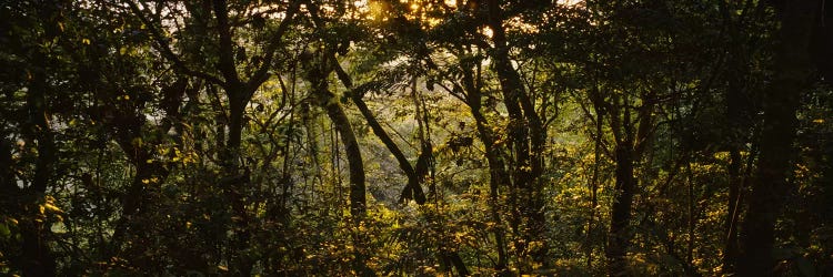 Sunset over a forest, Monteverde Cloud Forest, Costa Rica by Panoramic Images wall art