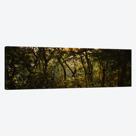 Sunset over a forest, Monteverde Cloud Forest, Costa Rica Canvas Print #PIM4272} by Panoramic Images Canvas Art