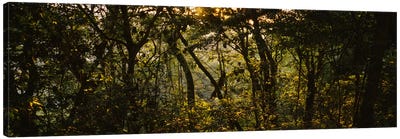 Sunset over a forest, Monteverde Cloud Forest, Costa Rica Canvas Art Print