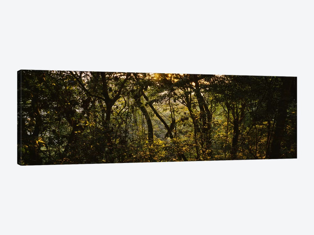Sunset over a forest, Monteverde Cloud Forest, Costa Rica by Panoramic Images 1-piece Canvas Art