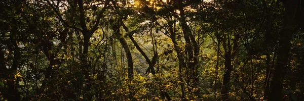 Tree Close-Ups: Sunset over a forest, Monteverde Cloud Forest, Costa Rica by Panoramic Images