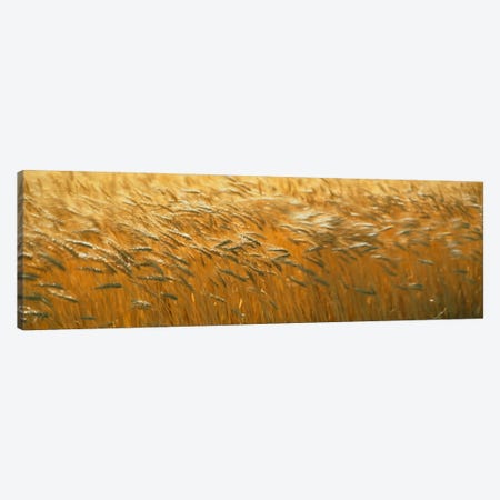 Spring Wheat Canvas Print #PIM429} by Panoramic Images Canvas Artwork