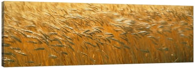 Spring Wheat Canvas Art Print - Grass Art