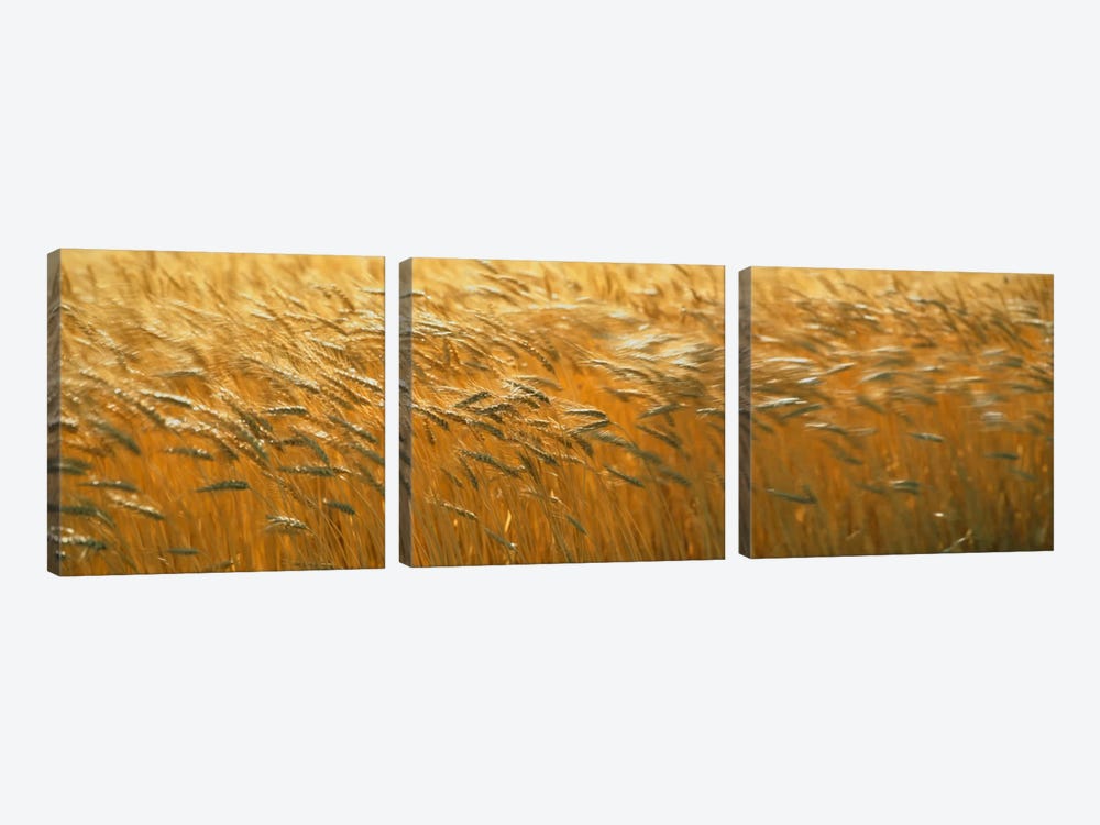 Spring Wheat by Panoramic Images 3-piece Canvas Artwork