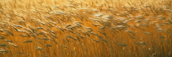 Grasses: Spring Wheat by Panoramic Images