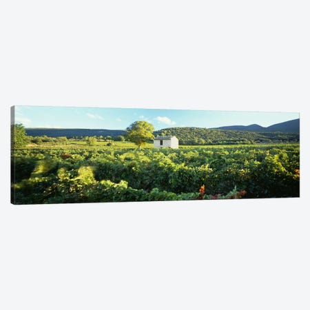 Vineyard Provence France Canvas Print #PIM4303} by Panoramic Images Canvas Artwork