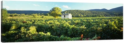 Vineyard Provence France Canvas Art Print