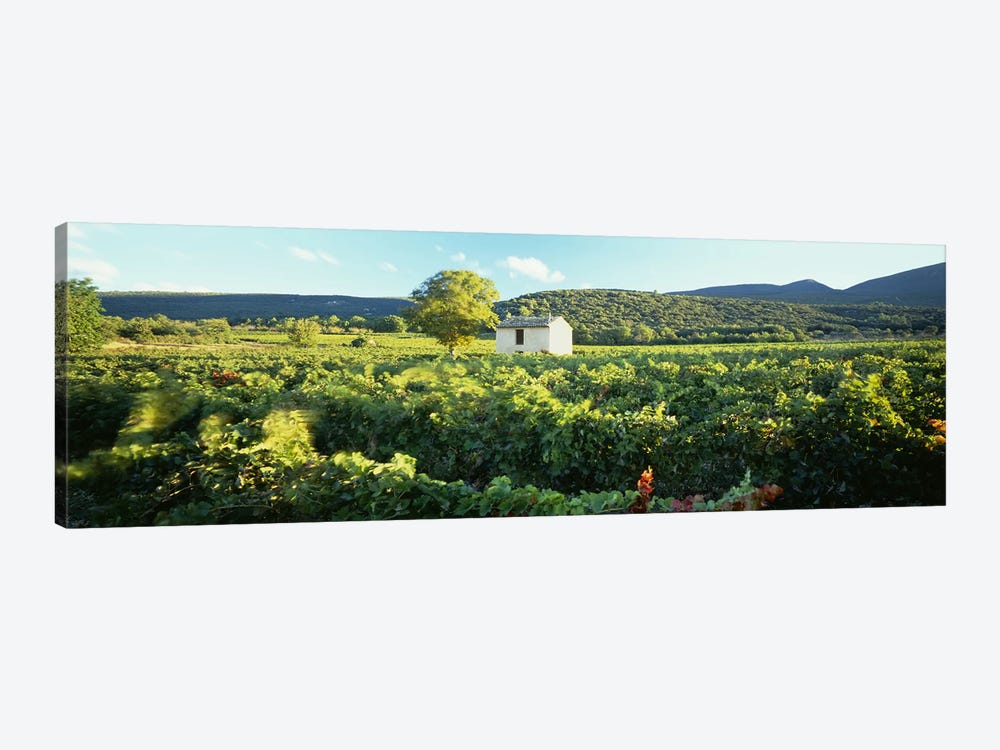 Vineyard Provence France by Panoramic Images 1-piece Art Print