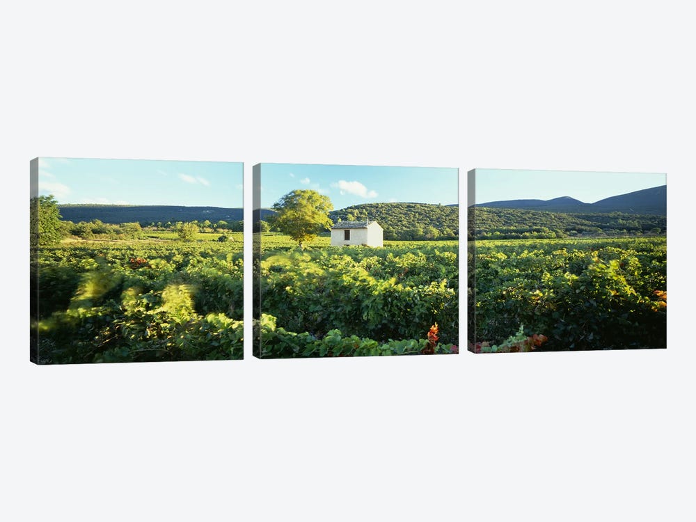 Vineyard Provence France by Panoramic Images 3-piece Canvas Print