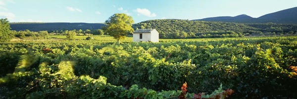 Provence-Alpes-Côte d'Azur: Vineyard Provence France by Panoramic Images