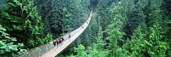 Evergreen Trees: Capilano Suspension Bridge, North Vancouver, British Columbia, Canada by Panoramic Images