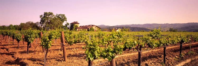 Sattui Winery, St. Helena, Napa Valley, California, USA