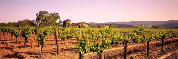 Vineyards: Sattui Winery, St. Helena, Napa Valley, California, USA by Panoramic Images