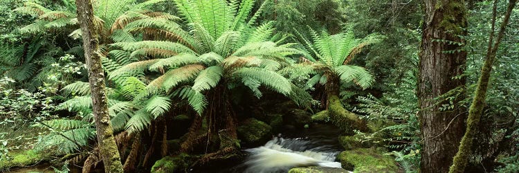 Rainforest Landscape, Mount Field National Park, Tasmania, Australia